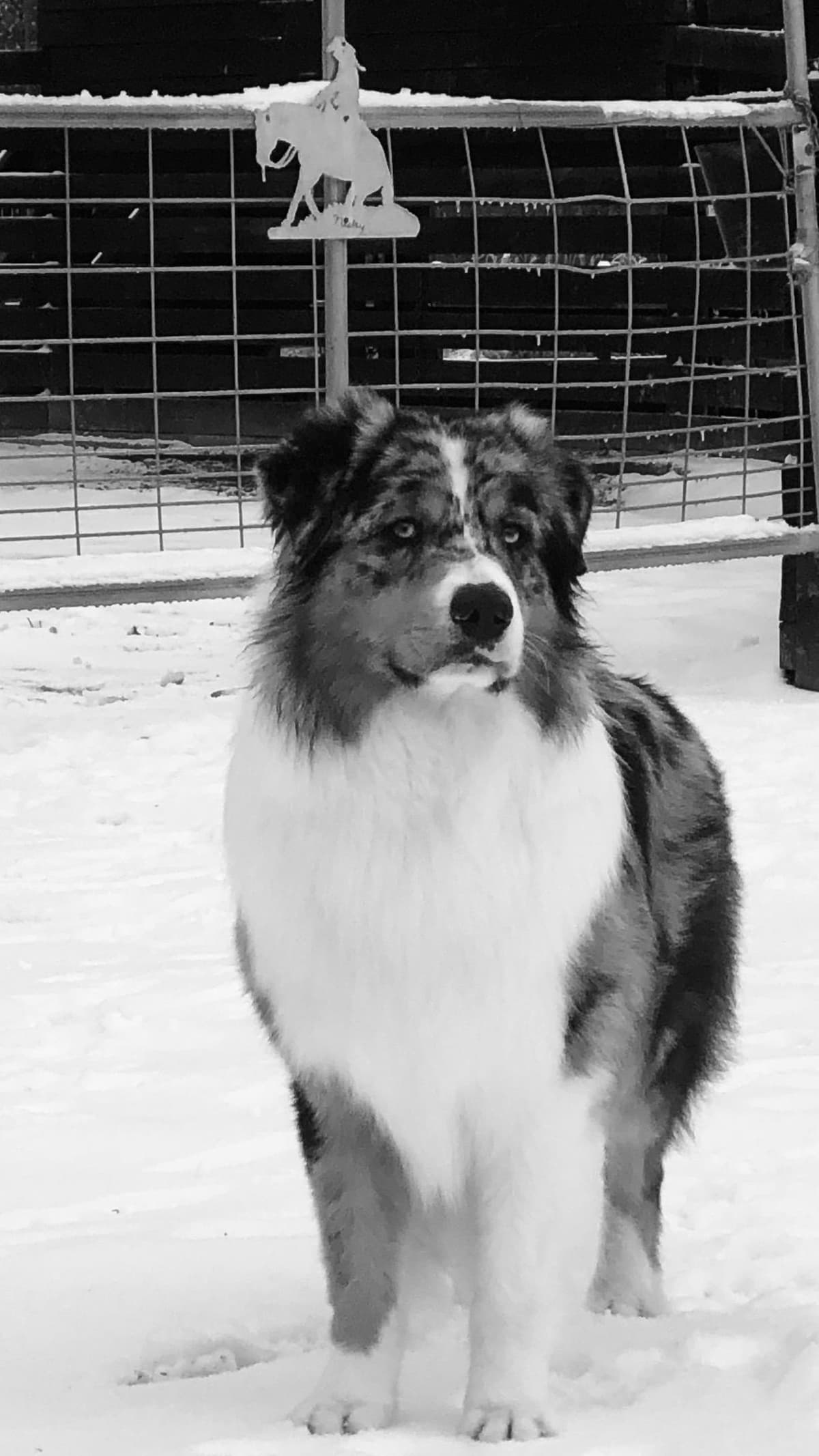 Australian Shepherd Puppies breeder image 42