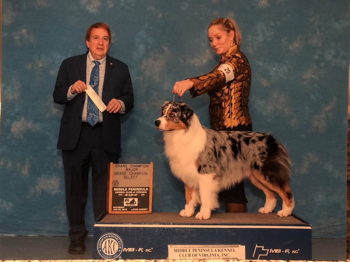 Australian Shepherd Puppies breeder image 15
