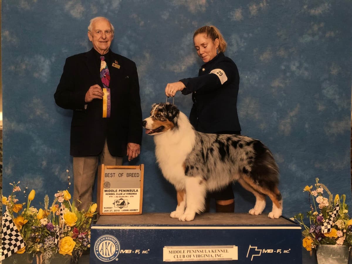 Australian Shepherd Puppies breeder image 8