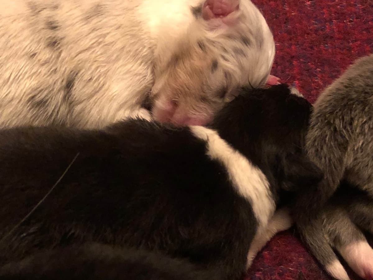 Australian Shepherd Puppies breeder image 43