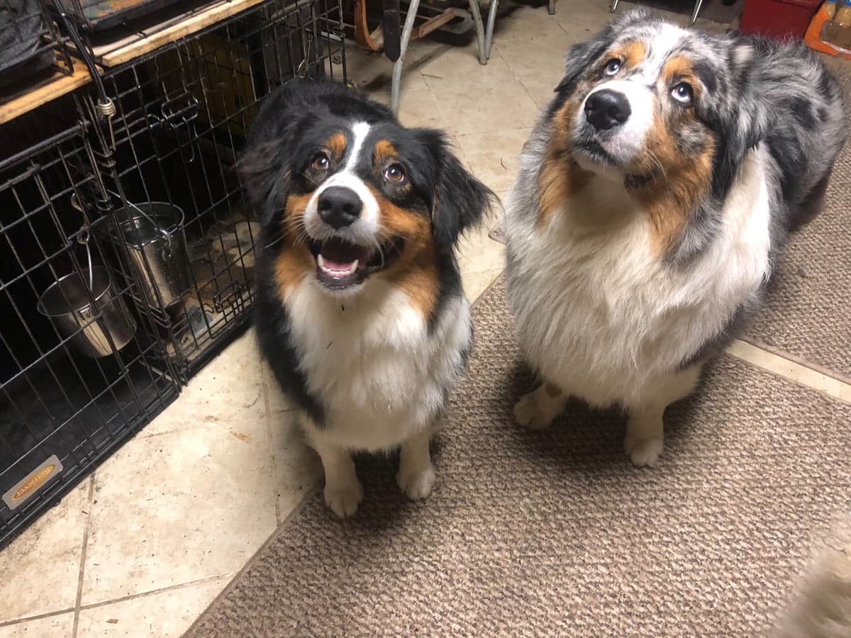 Australian Shepherd Puppies breeder image 44