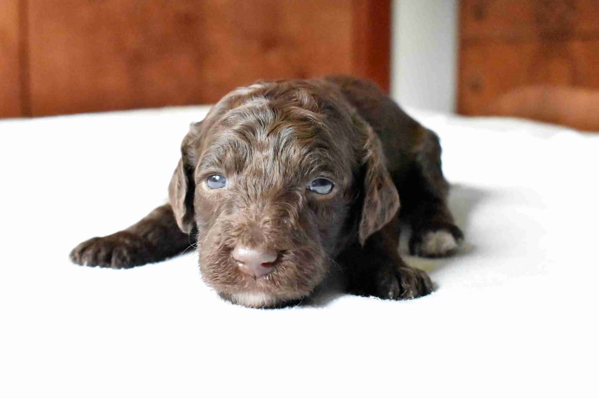Poodle Puppies breeder image 1
