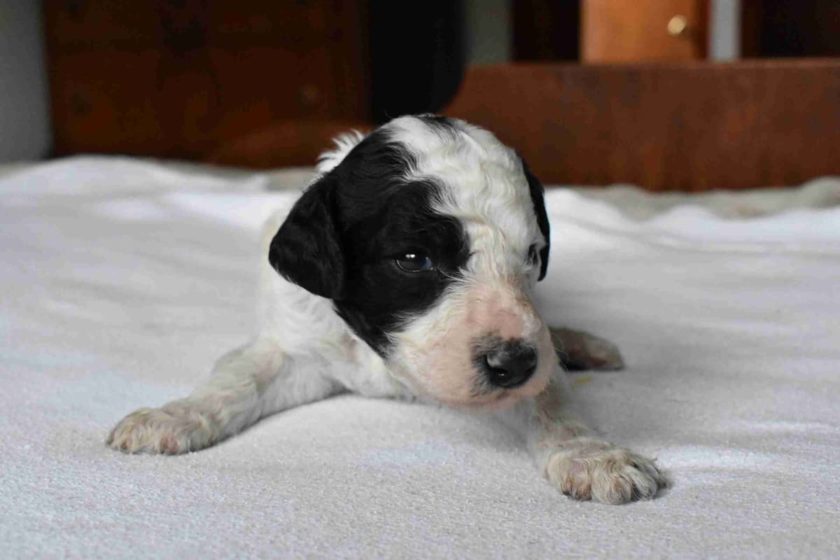 Poodle Puppies breeder image 3