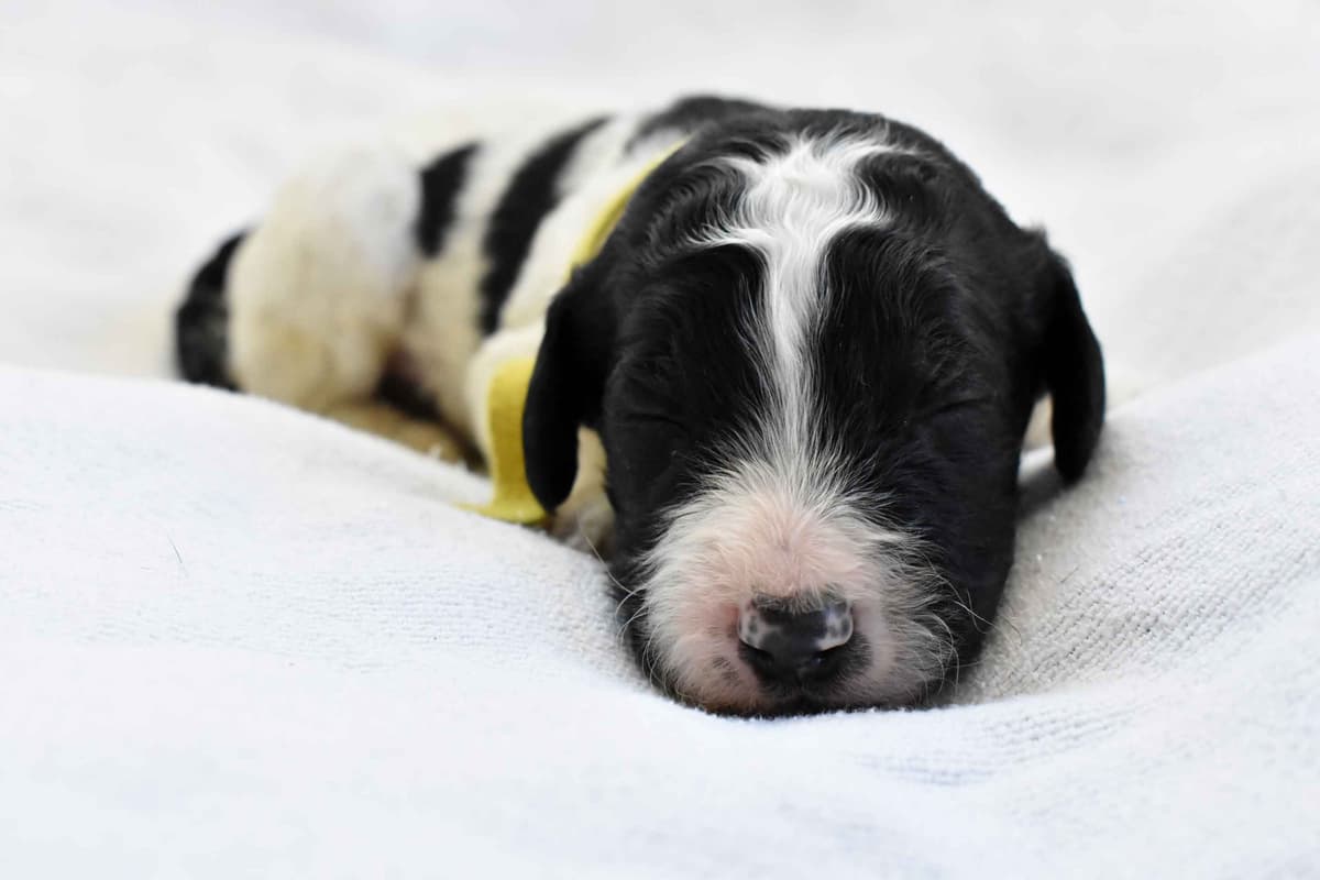 Poodle Puppies breeder image 6