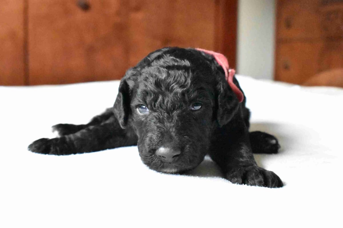 Poodle Puppies breeder image 4