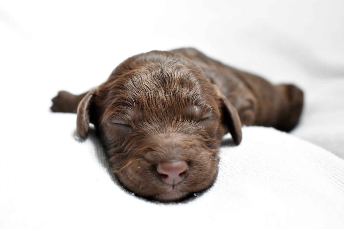 Poodle Puppies breeder image 5