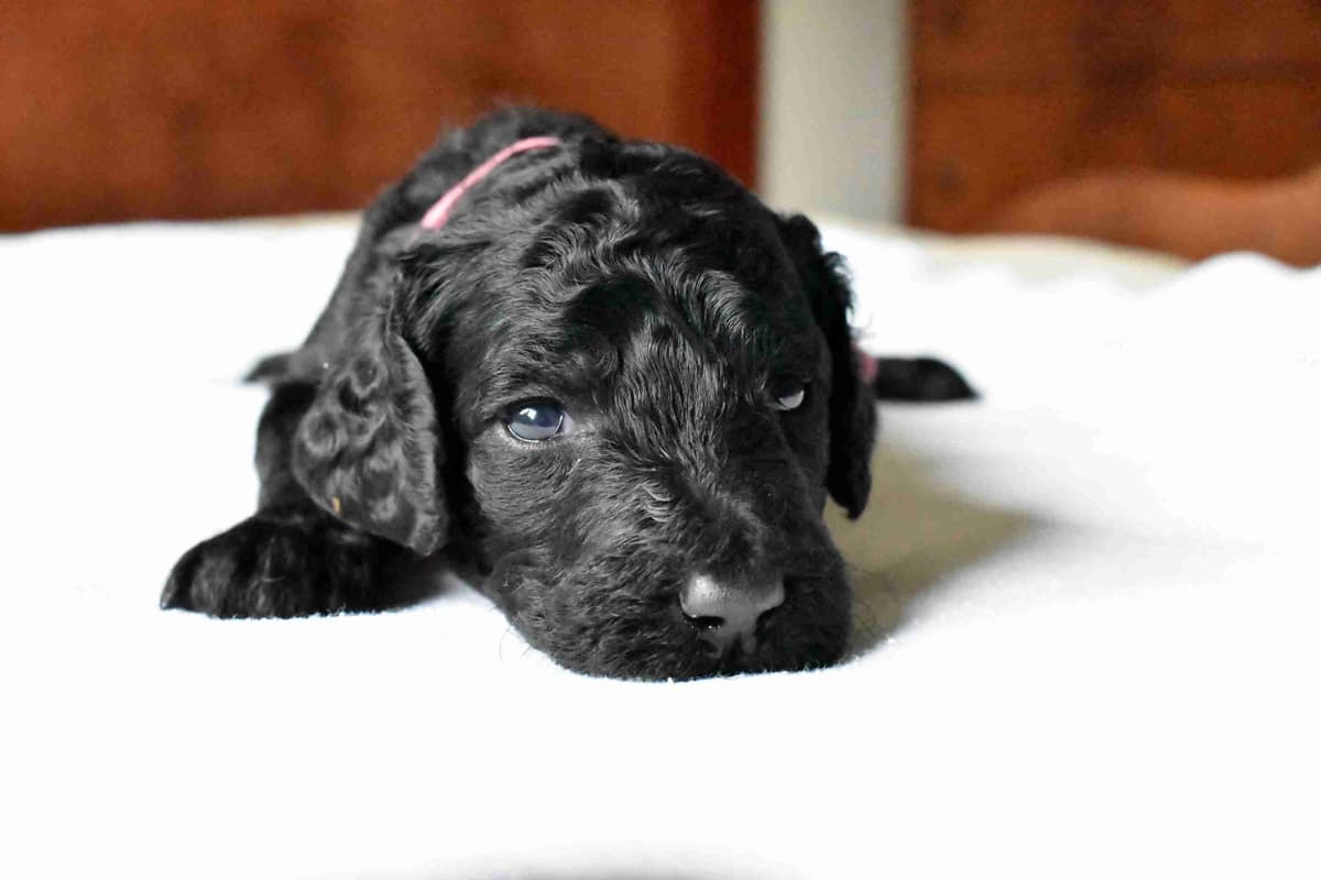 Poodle Puppies breeder image 7