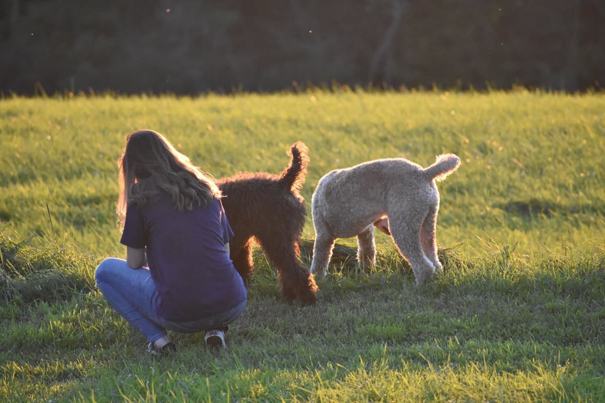 Poodle Puppies breeder image 14