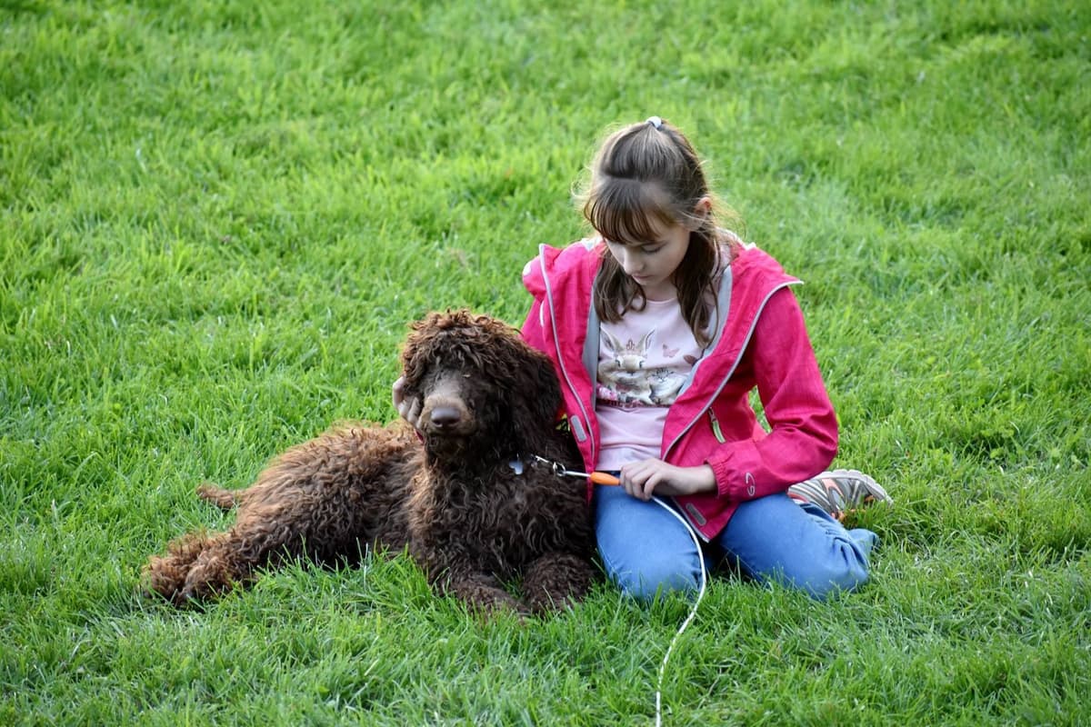 Poodle Puppies breeder image 15