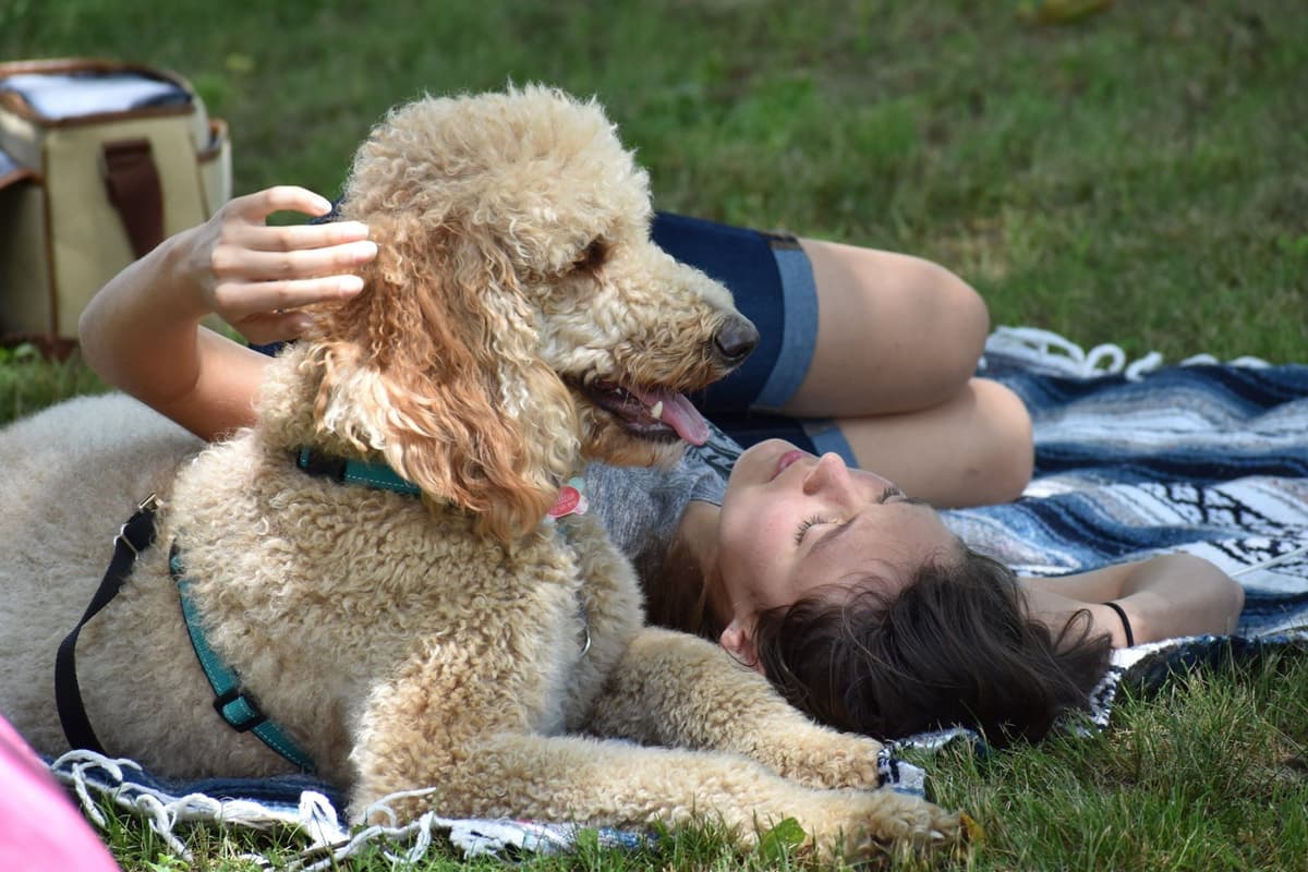 Poodle Puppies breeder image 18