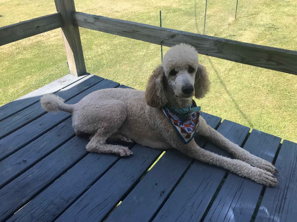 Poodle Puppies breeder image 19