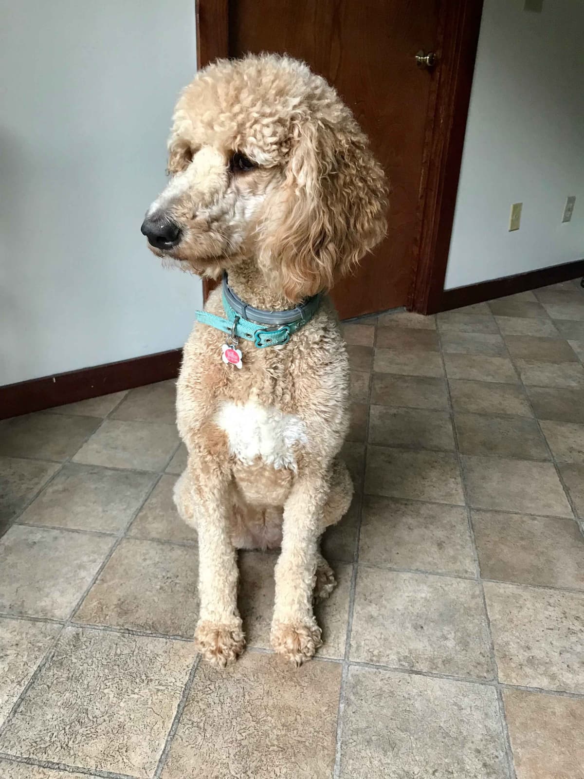 Poodle Puppies breeder image 23