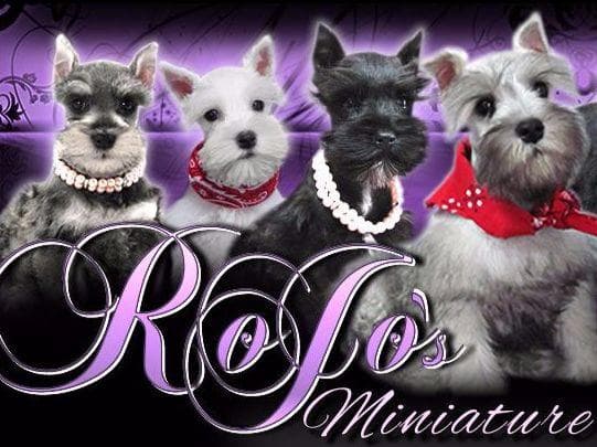 Miniature Schnauzer Puppies breeder image 1