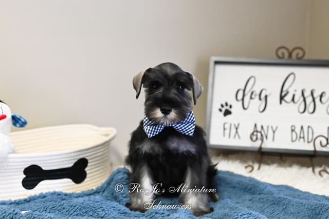 Miniature Schnauzer Puppies media 5