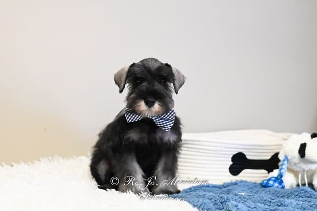 Miniature Schnauzer Puppies media 6