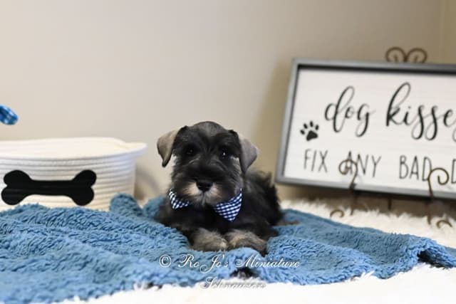 Miniature Schnauzer Puppies media 7