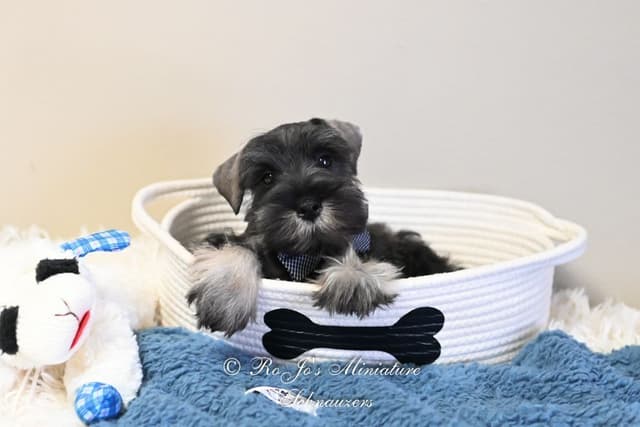 Miniature Schnauzer Puppies media 4