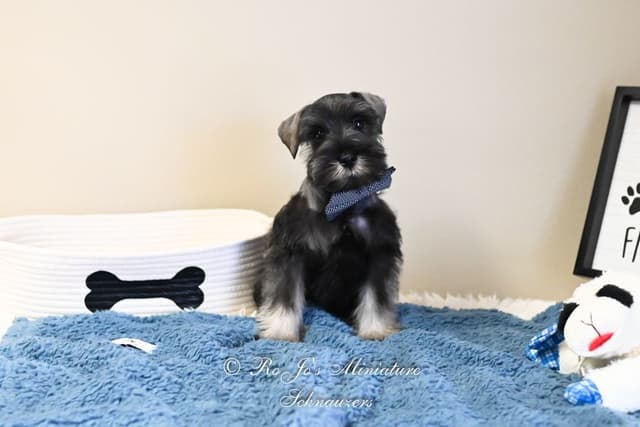 Miniature Schnauzer Puppies media 2