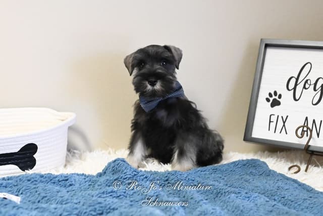 Miniature Schnauzer Puppies media 3