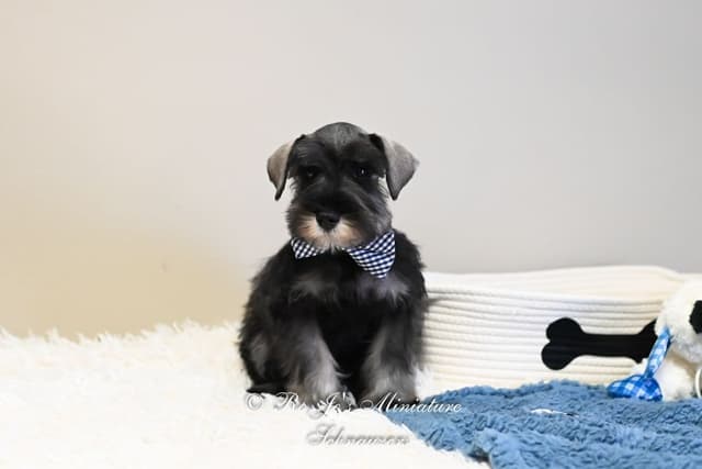 Miniature Schnauzer Puppies media 8
