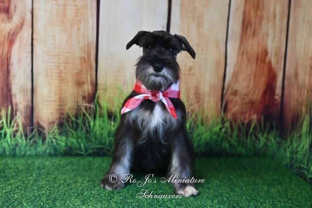 Miniature Schnauzer Puppies media 4