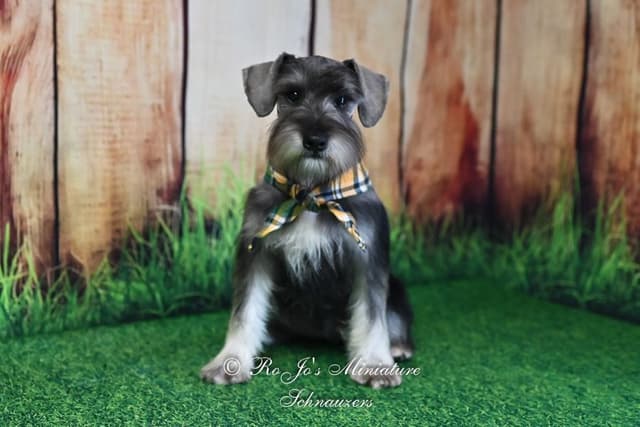 Miniature Schnauzer Puppies media 2