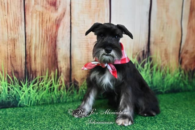 Miniature Schnauzer Puppies media 5