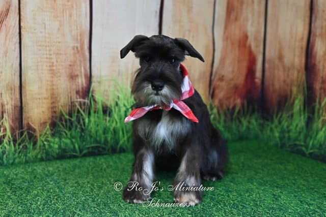 Miniature Schnauzer Puppies media 6