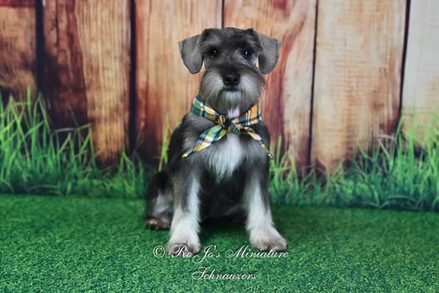 Miniature Schnauzer Puppies media 3