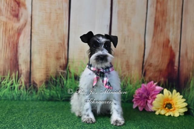 Miniature Schnauzer Puppies media 2