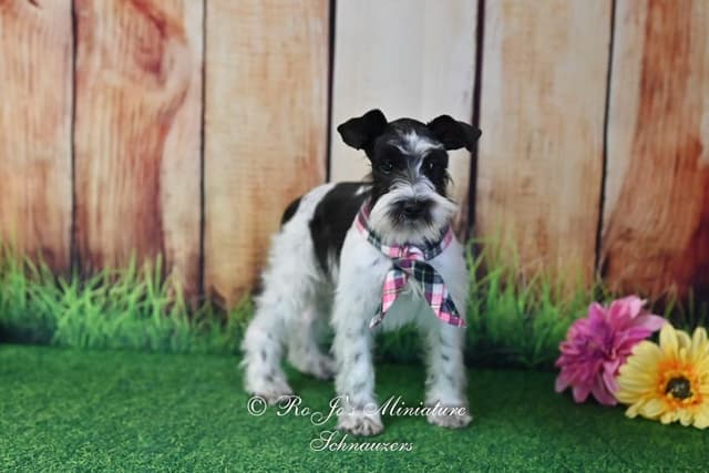 Miniature Schnauzer Puppies media 5