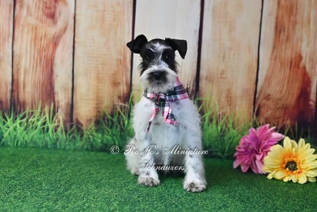 Miniature Schnauzer Puppies media 3