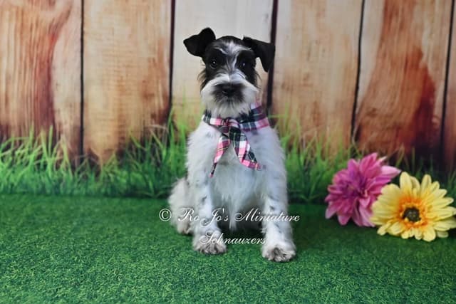 Miniature Schnauzer Puppies media 4