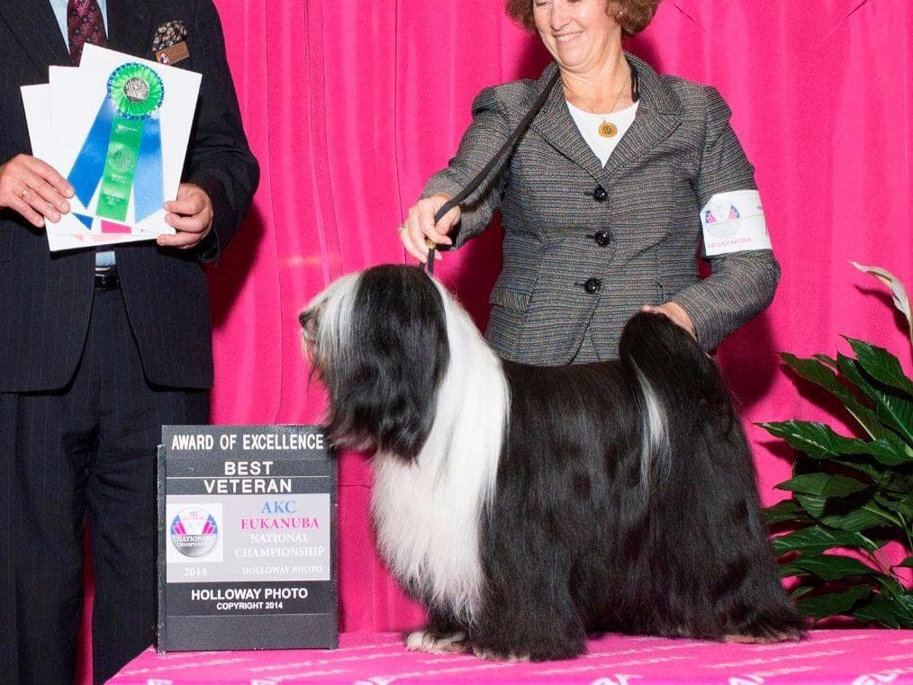 Tibetan Terrier Puppies breeder image 1