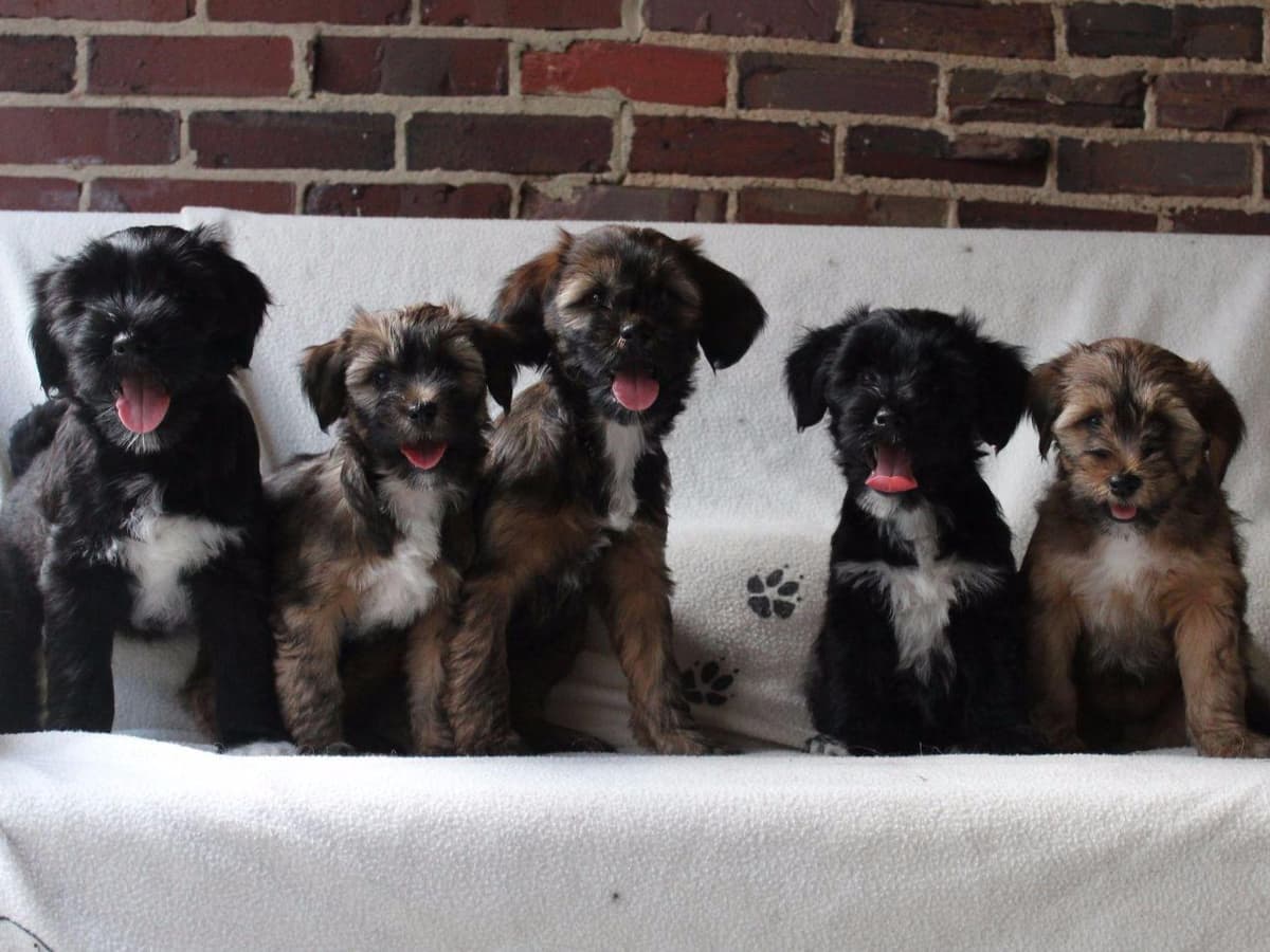 Tibetan Terrier Puppies breeder image 2