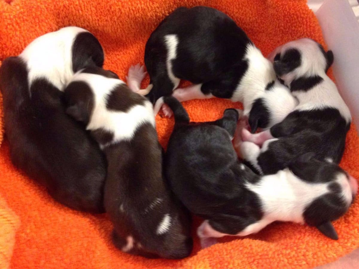 Tibetan Terrier Puppies breeder image 3