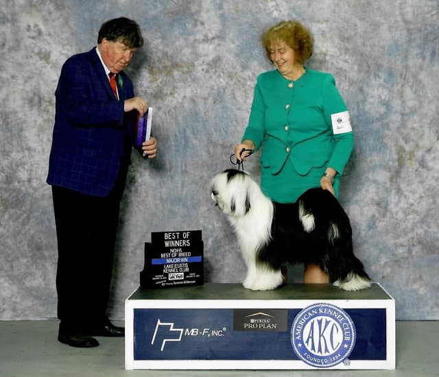 Tibetan Terrier Puppies media 2