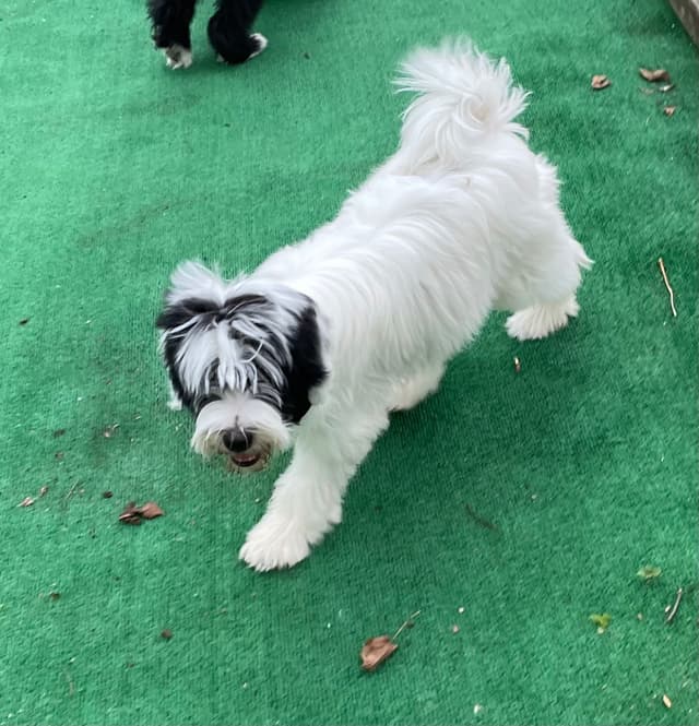 Tibetan Terrier Puppies media 3