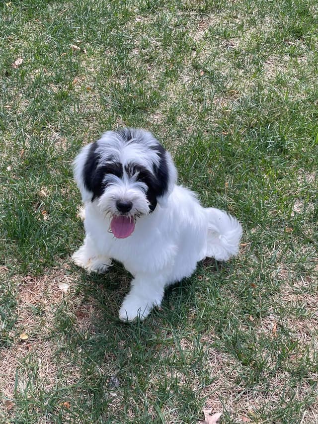Tibetan Terrier Puppies media 4