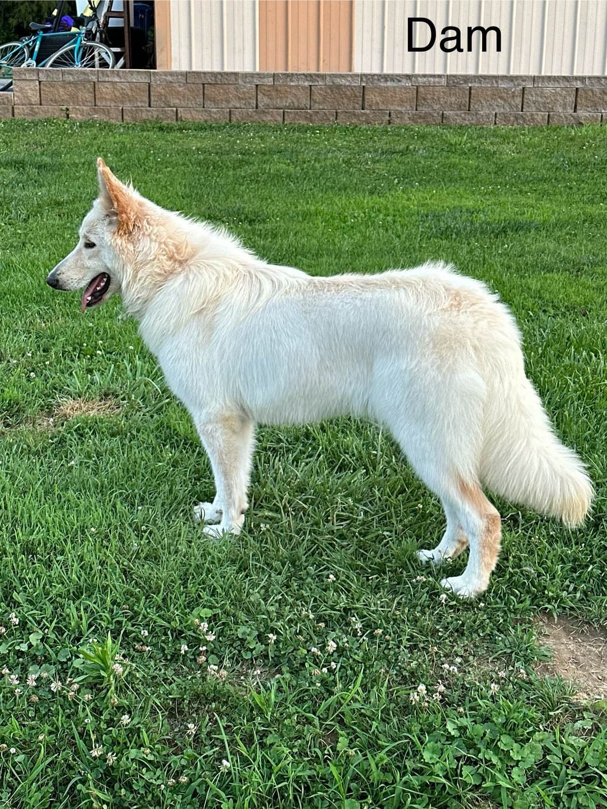 German Shepherd Dog Puppies breeder image 3