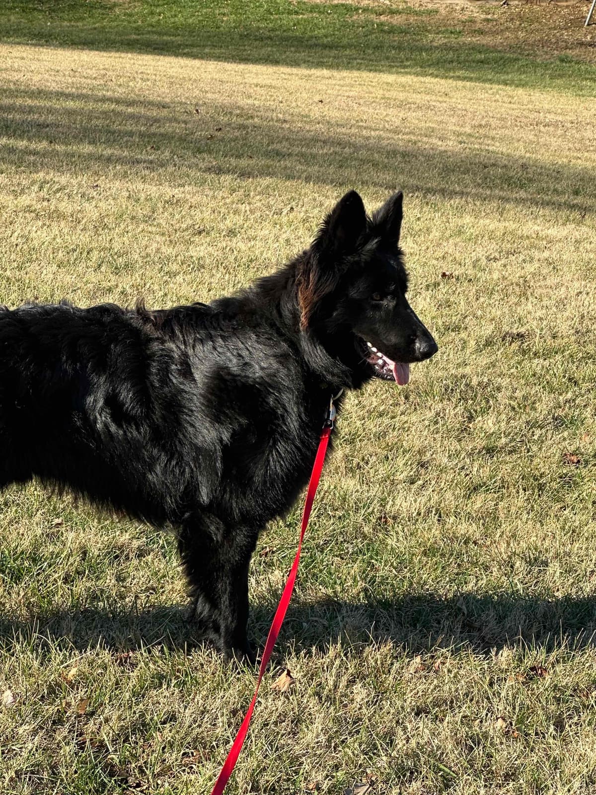 German Shepherd Dog Puppies breeder image 5