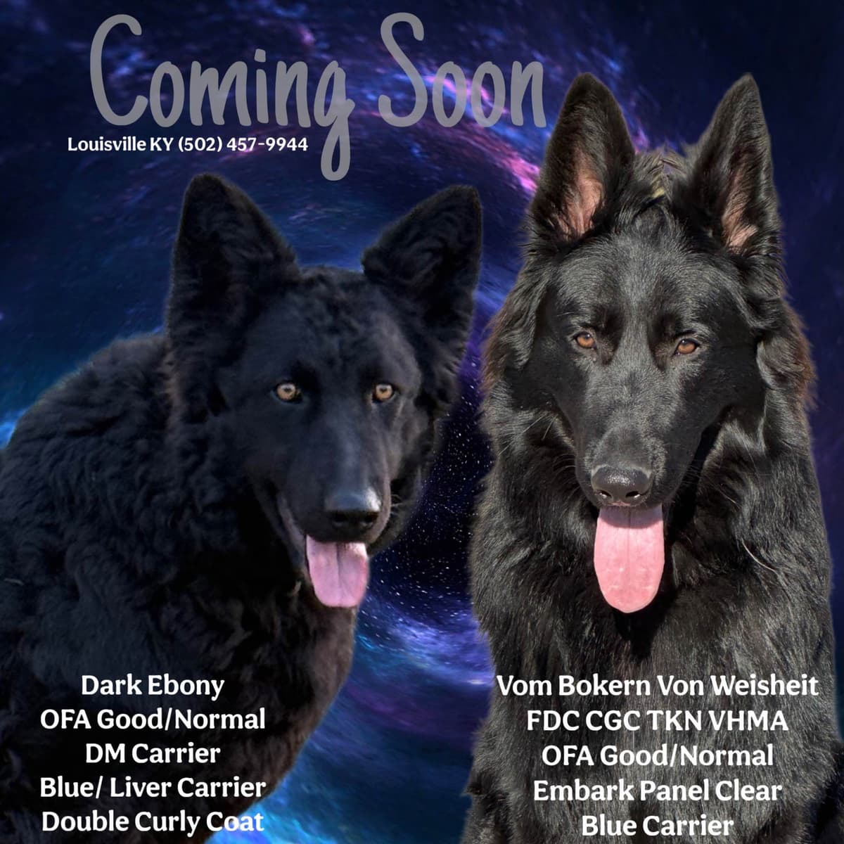German Shepherd Dog Puppies breeder image 9