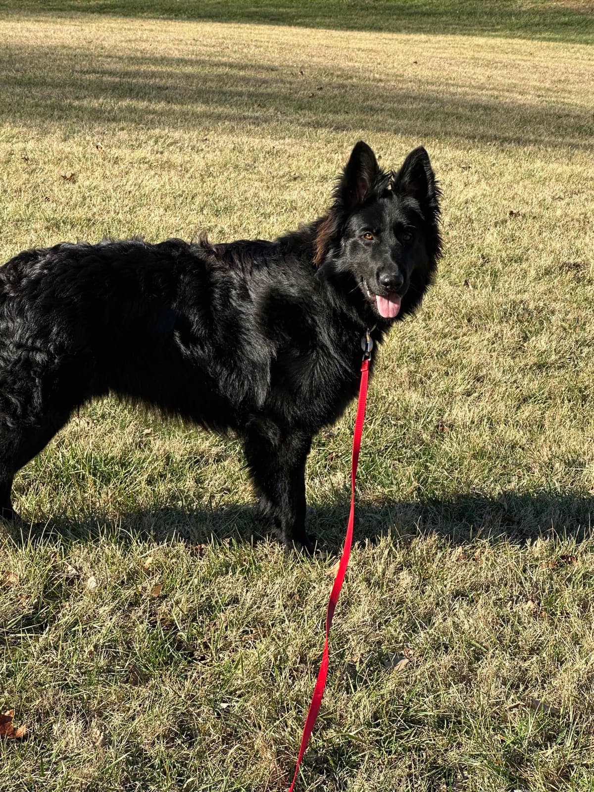 German Shepherd Dog Puppies breeder image 11