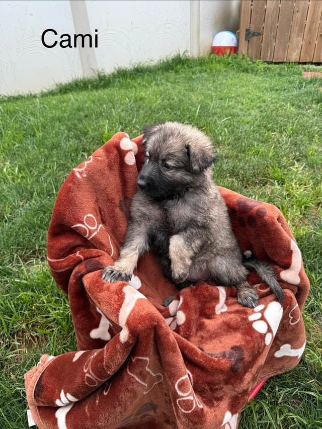 German Shepherd Dog Puppies media 2
