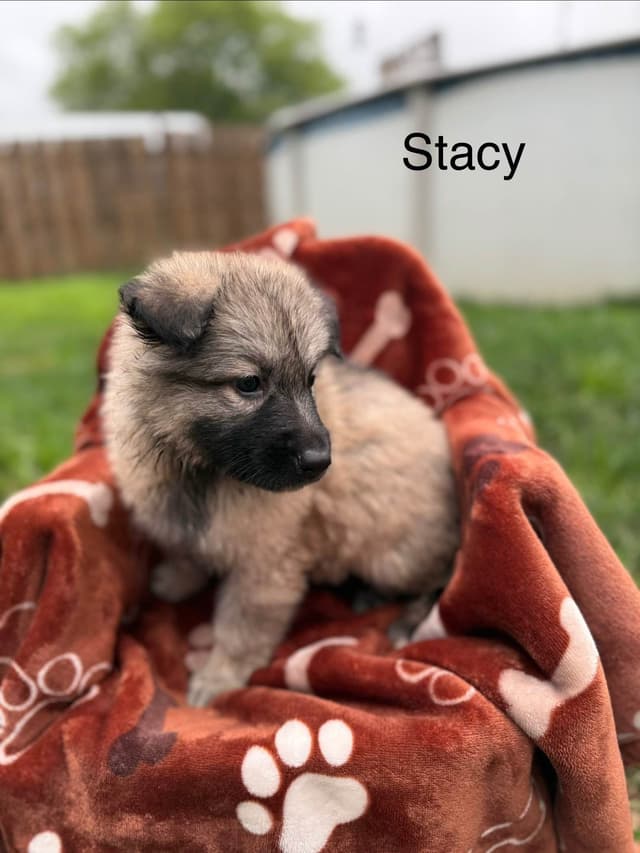 German Shepherd Dog Puppies media 4