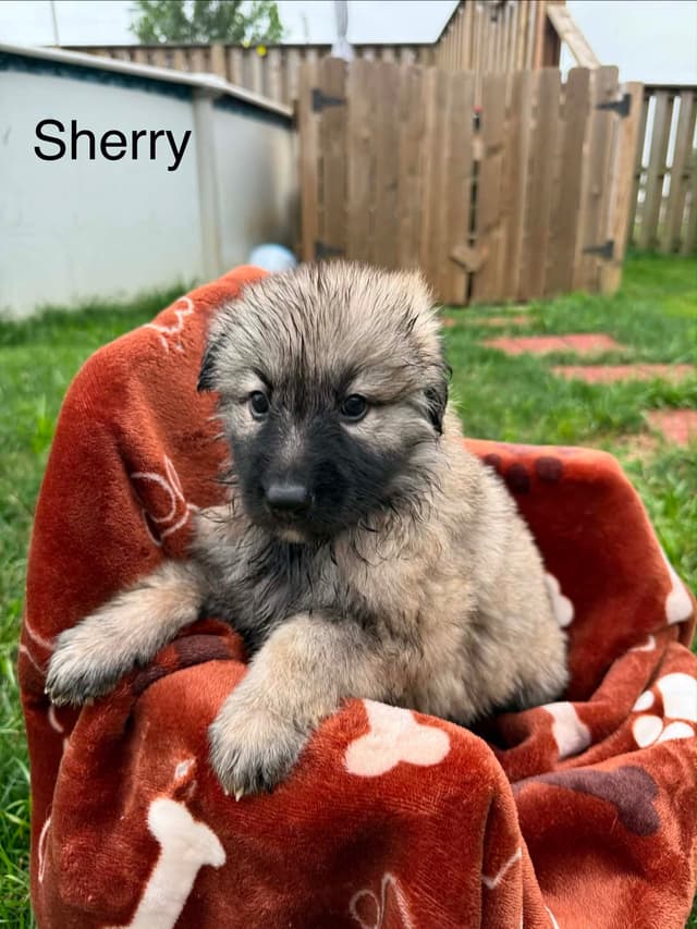 German Shepherd Dog Puppies media 5