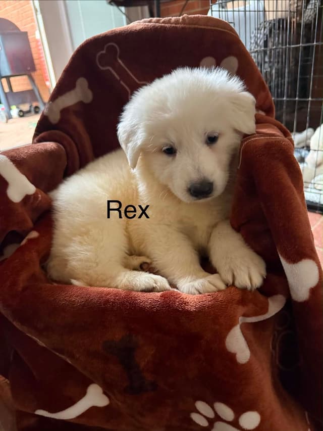 German Shepherd Dog Puppies media 6