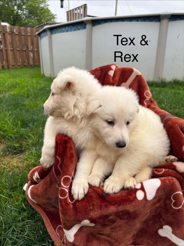 German Shepherd Dog Puppies media 7