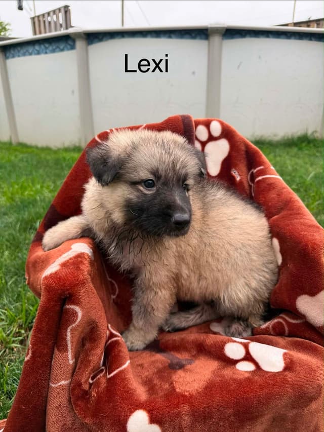German Shepherd Dog Puppies media 8