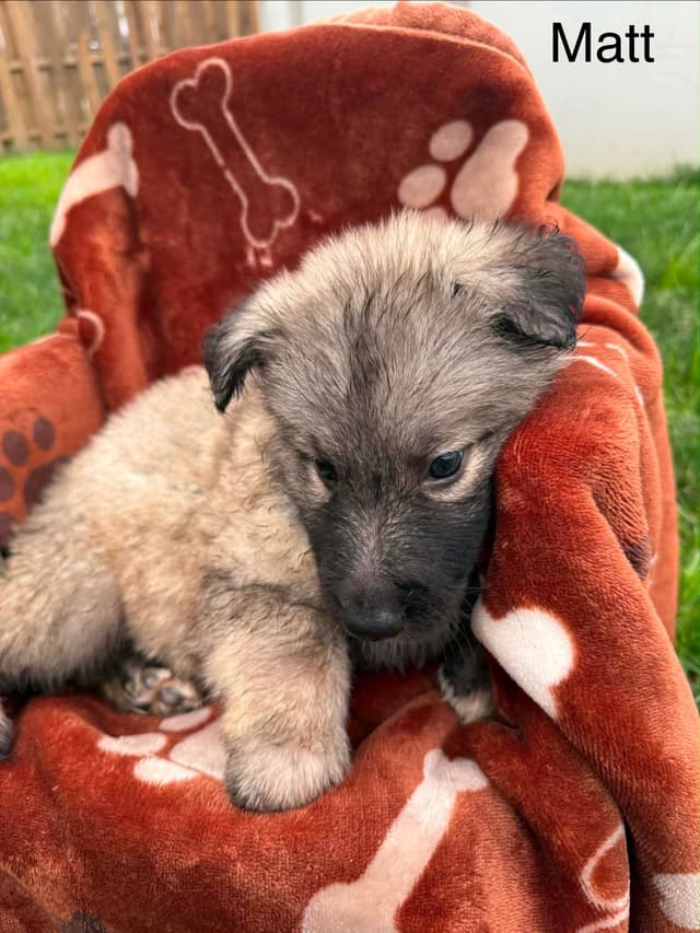 German Shepherd Dog Puppies media 9